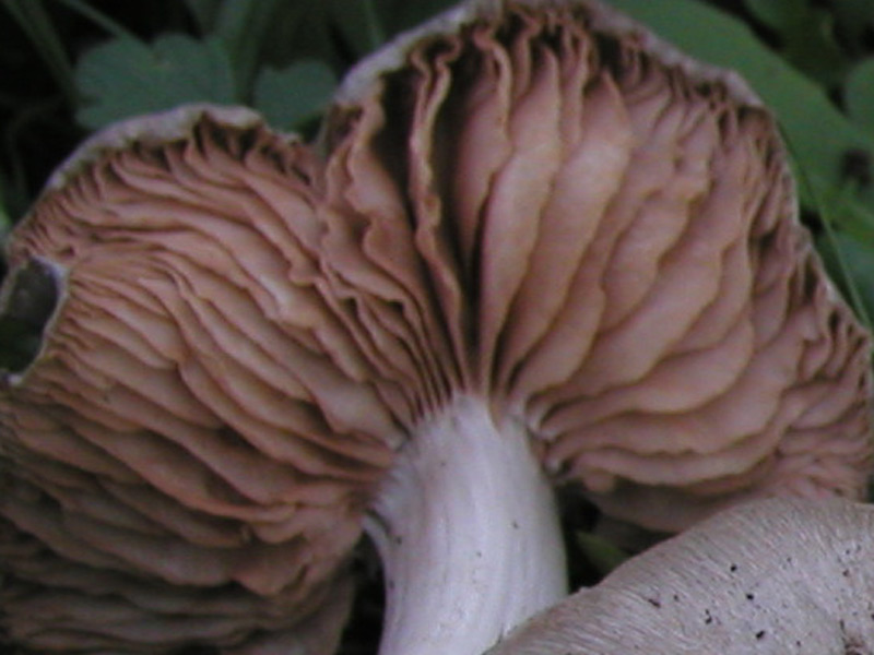 Entoloma saundersii