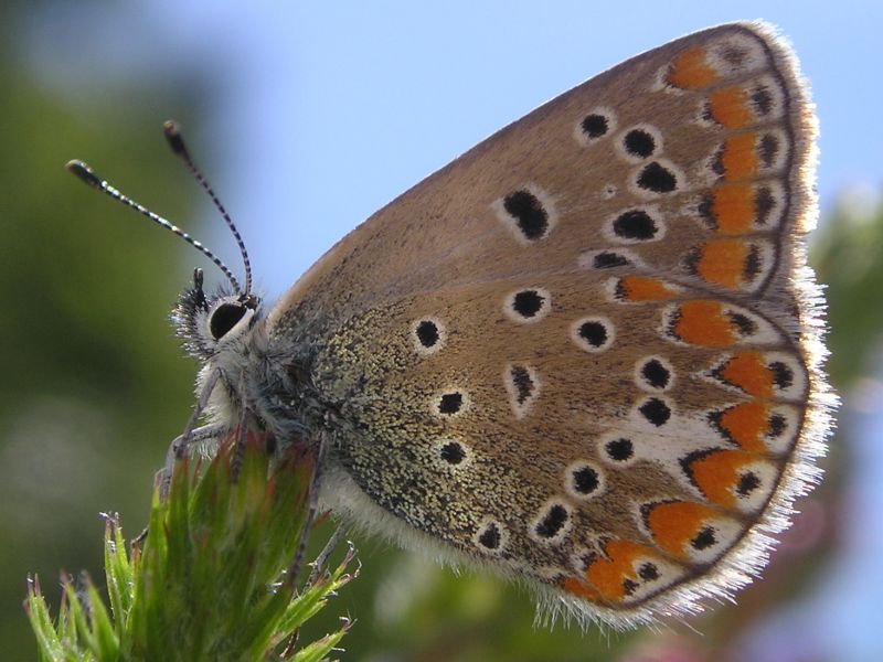 Gonepteryx rhamni, Melitaea didyma e Polyommatus cf. escheri