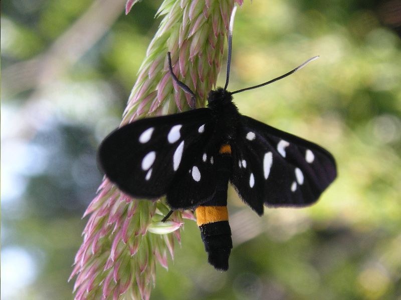 Melitaea athalia, Celastrina argiolus, Satyrium