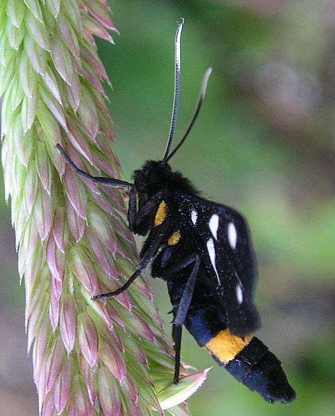 Melitaea athalia, Celastrina argiolus, Satyrium