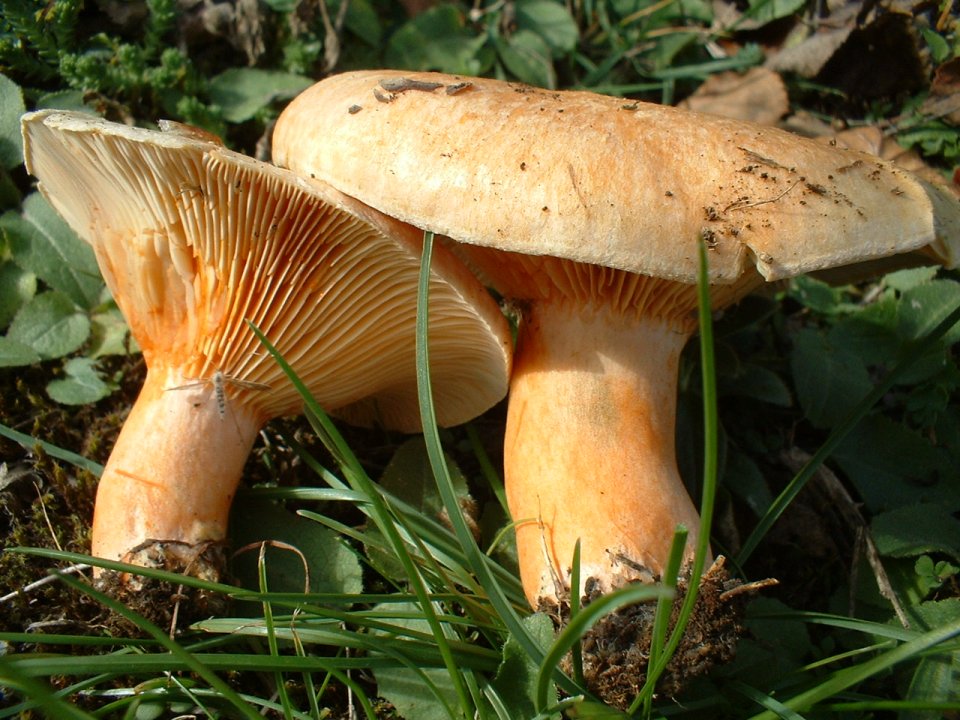 Lactarius deterrimus