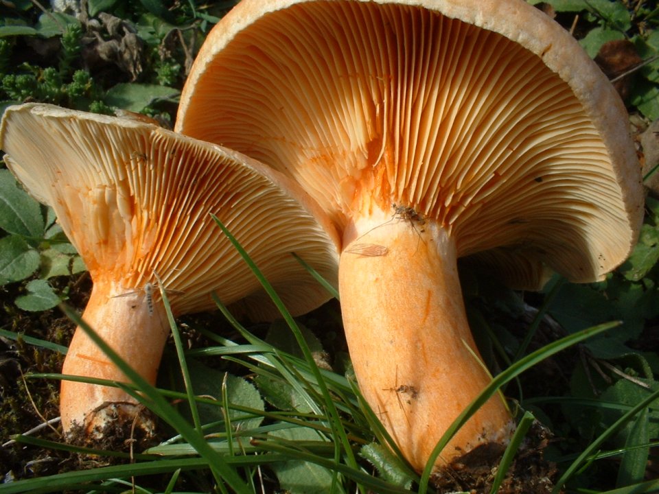 Lactarius deterrimus