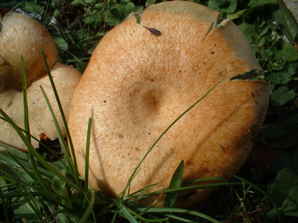 Lactarius deterrimus