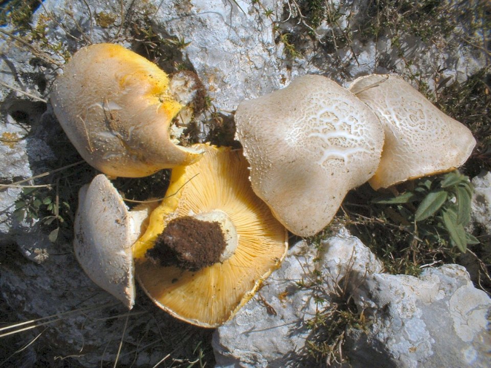 Floccularia luteovirens