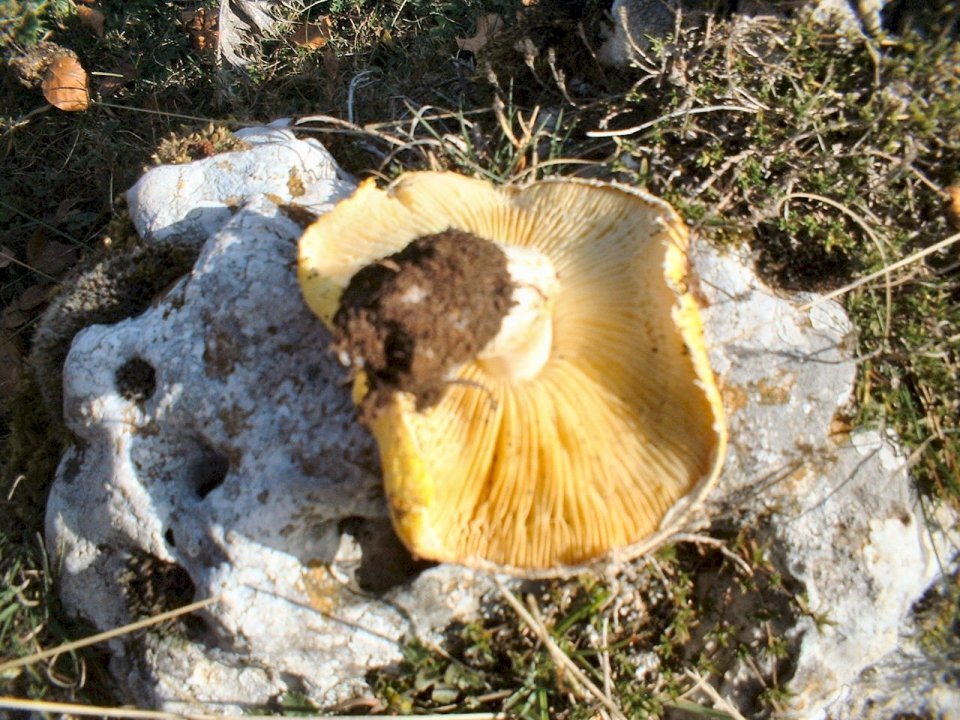 Floccularia luteovirens