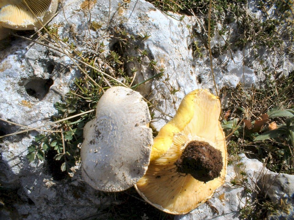 Floccularia luteovirens