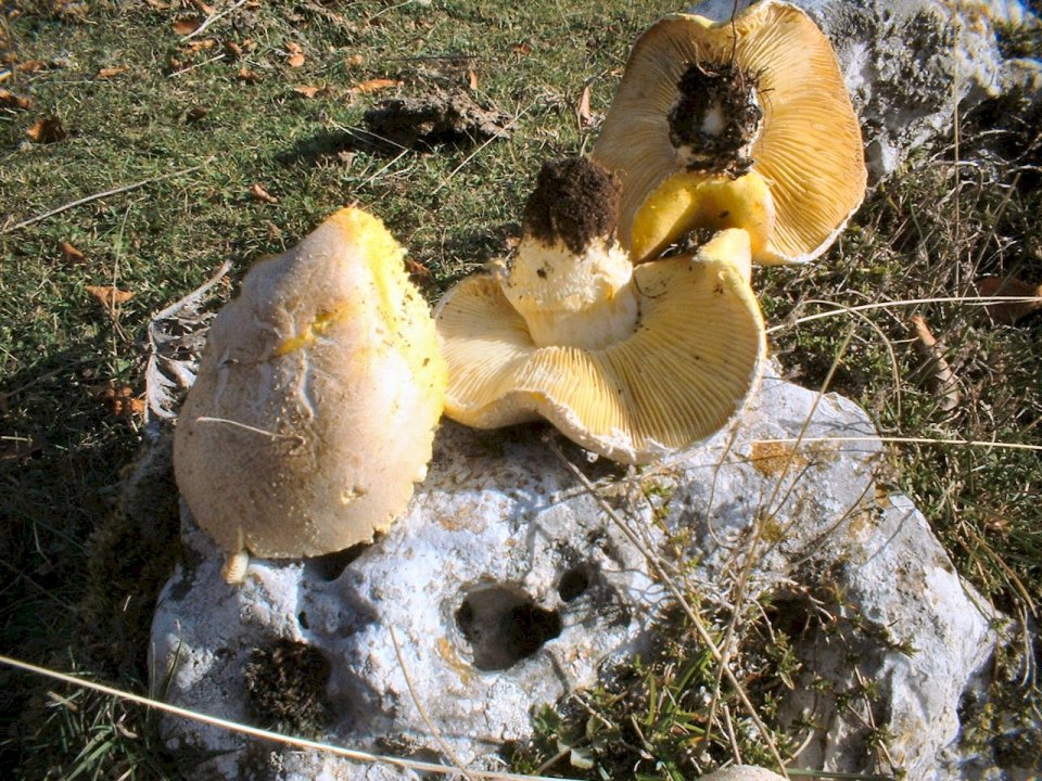 Floccularia luteovirens