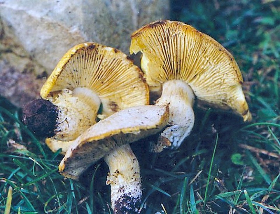 Floccularia luteovirens