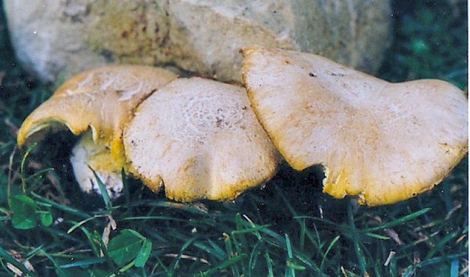 Floccularia luteovirens