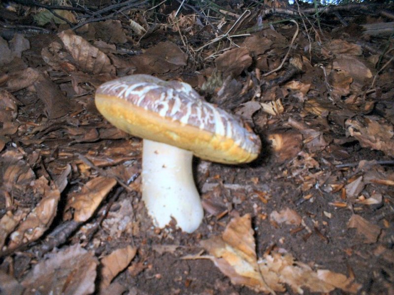boleto a pori gialli