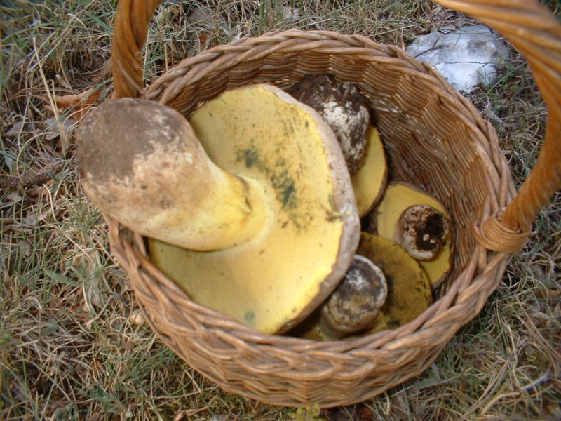 boleto a pori gialli