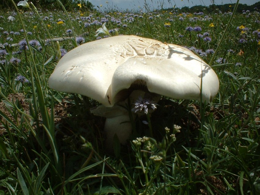 agaricus arvensis