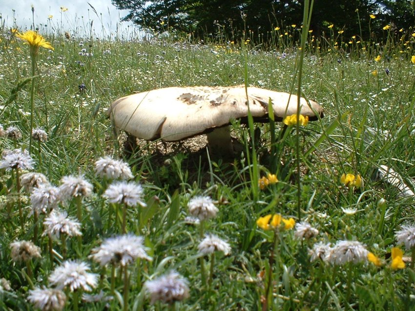 agaricus arvensis
