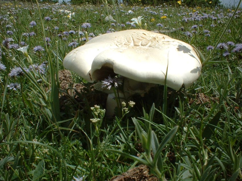 agaricus arvensis