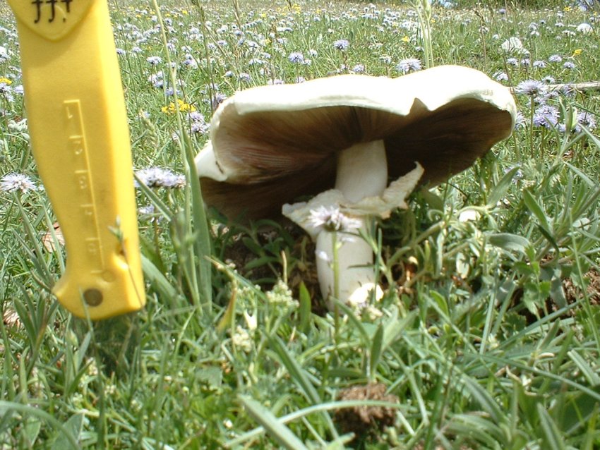 agaricus arvensis