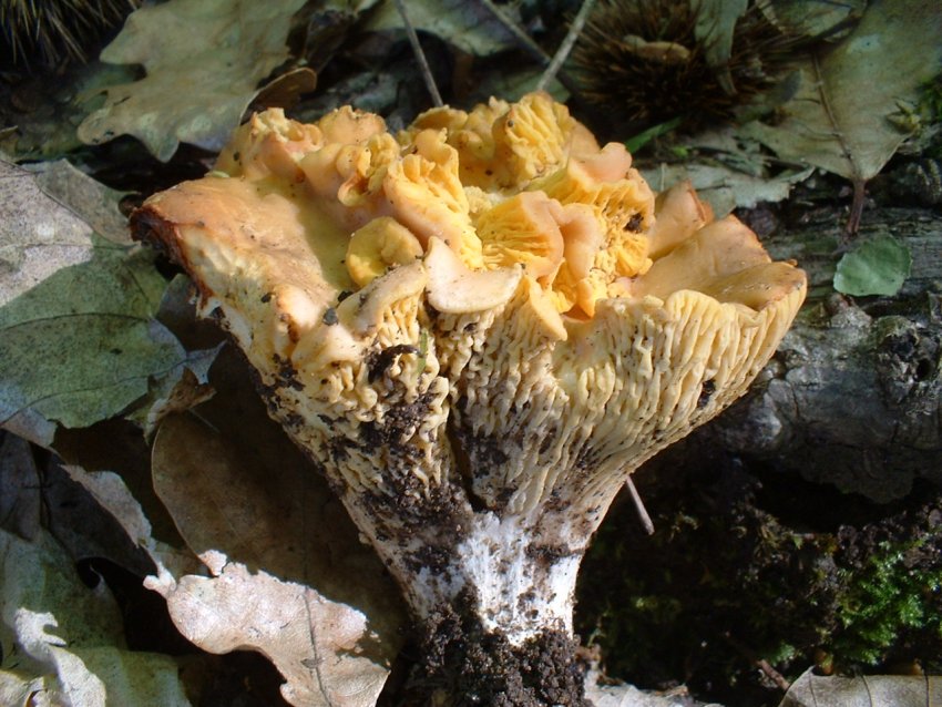 bosco di castagno