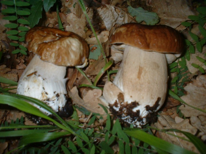 bosco di castagno