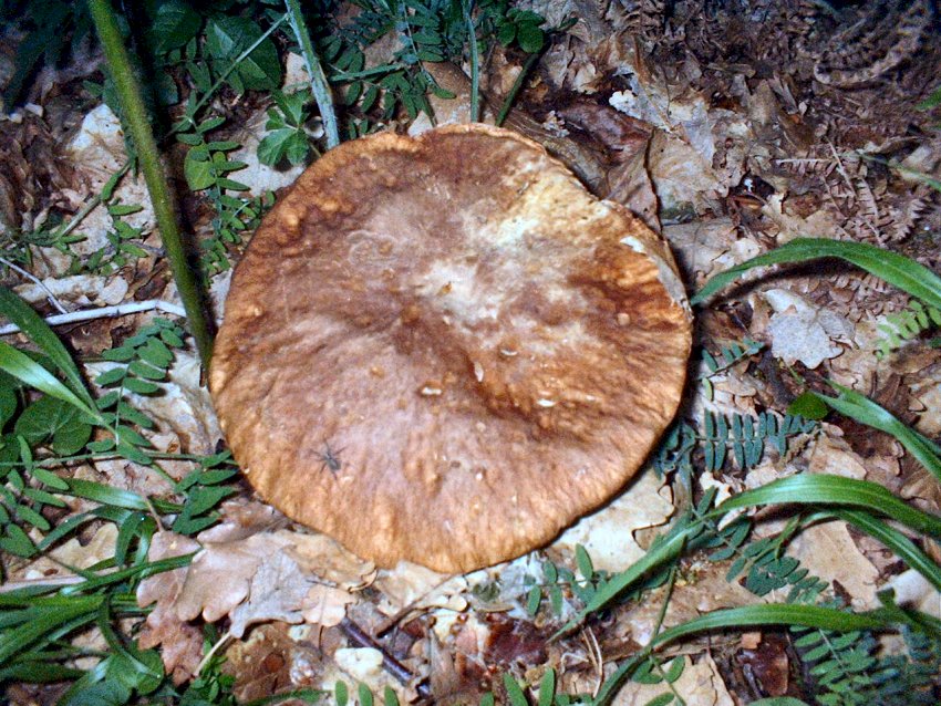 bosco di castagno