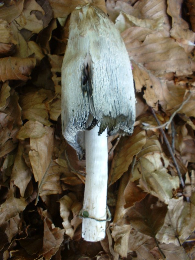 bosco di castagno