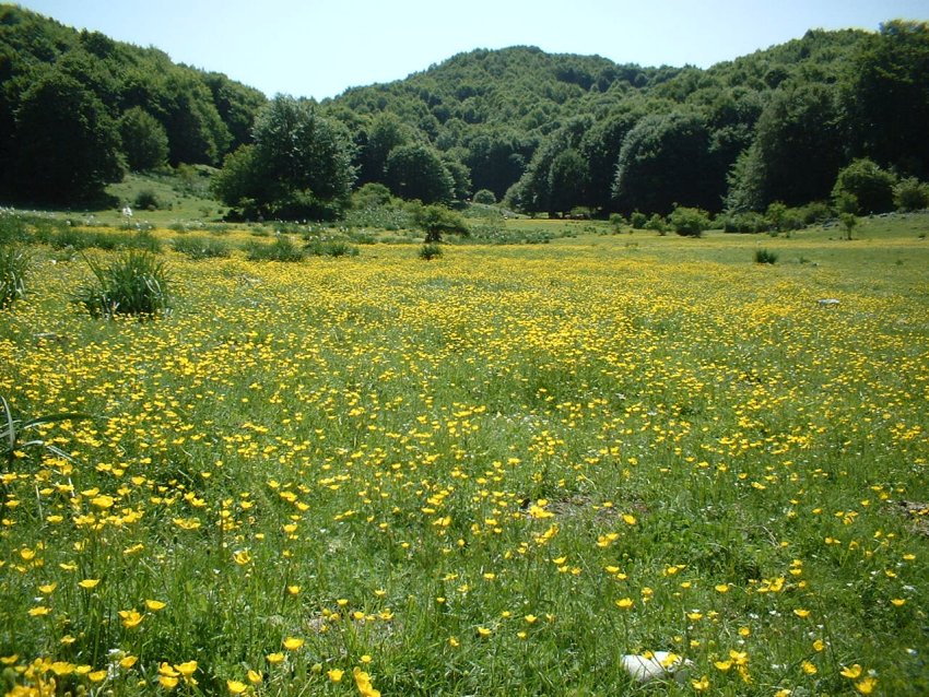 bosco di castagno
