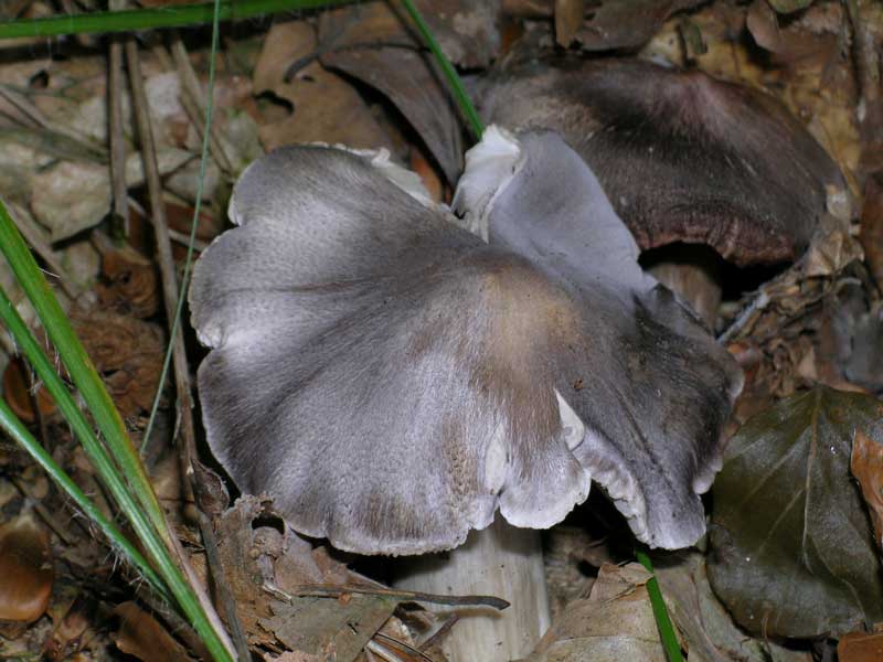Tricholoma sciodes