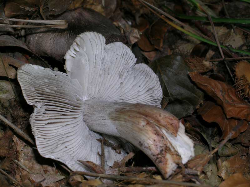 Tricholoma sciodes