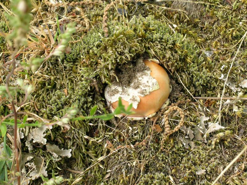 Amanita caesarea