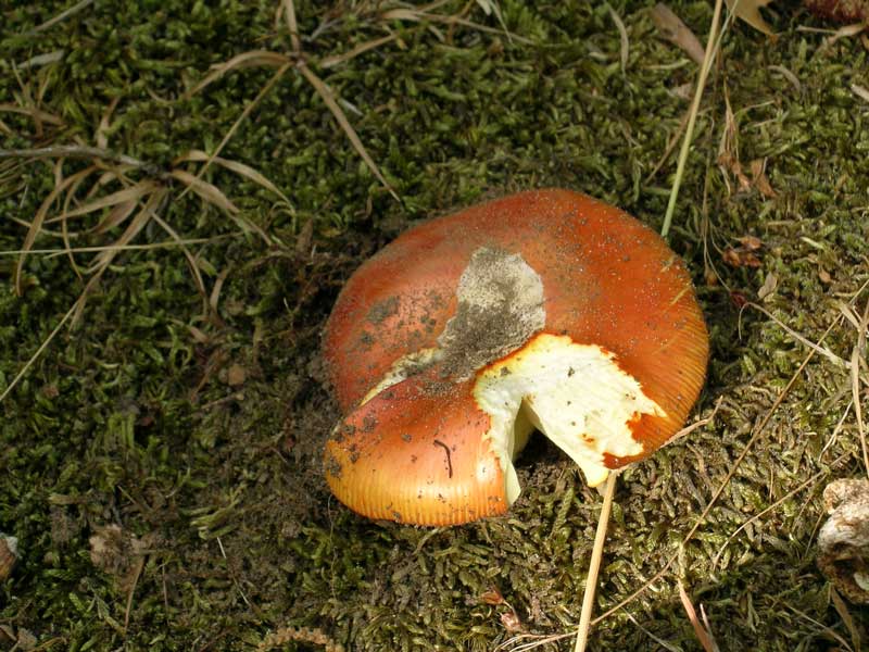 Amanita caesarea