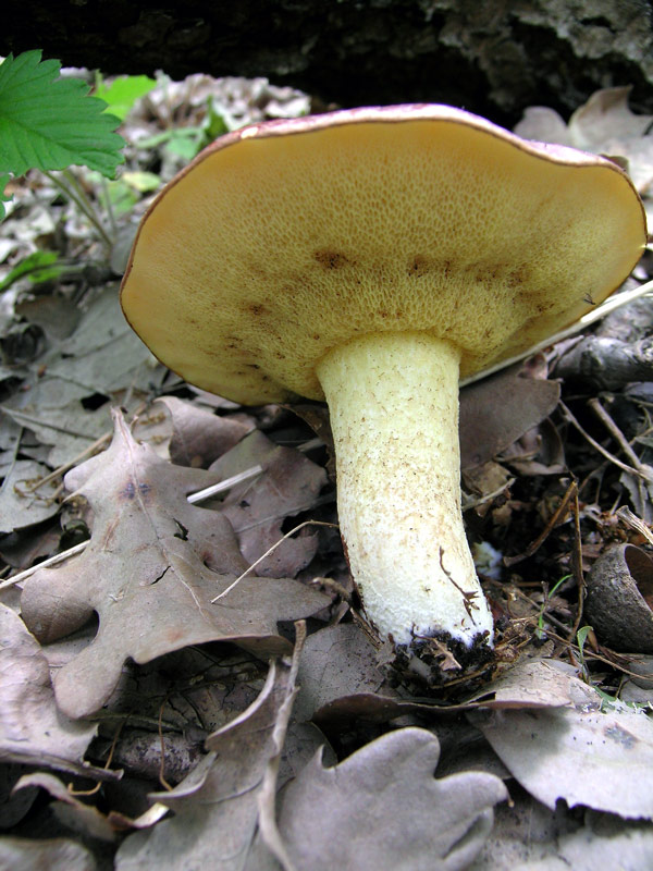 Suillus (24/05/2004)