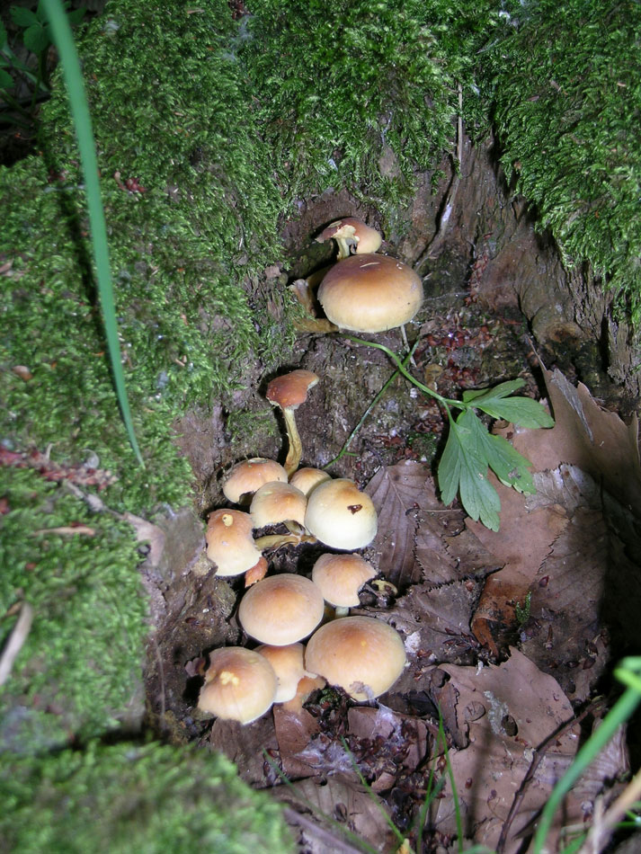 Hypholoma fasciculare. Tossico.