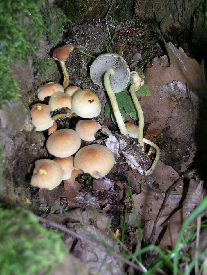 Hypholoma fasciculare. Tossico.