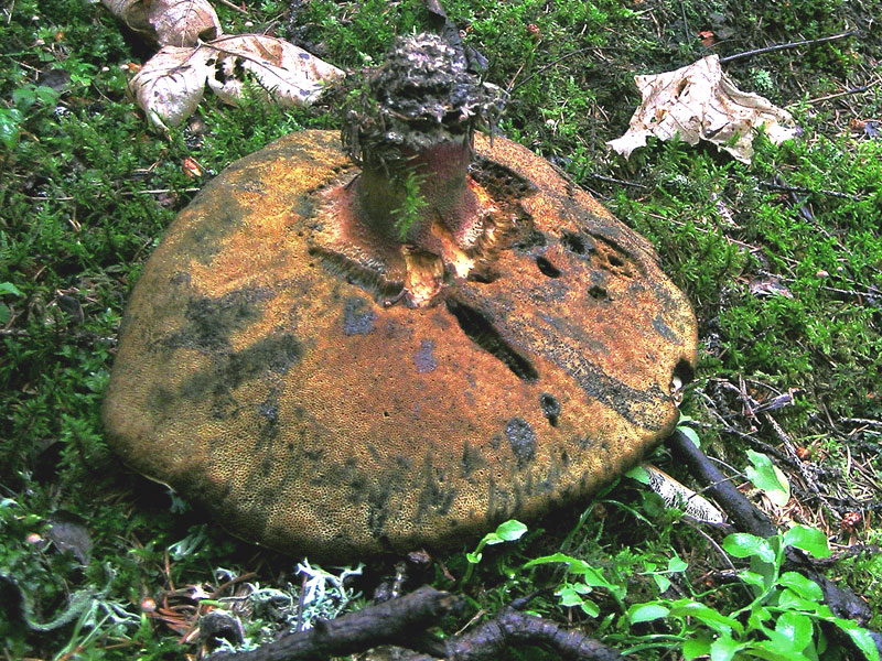 Boletus (sezione Luridi)