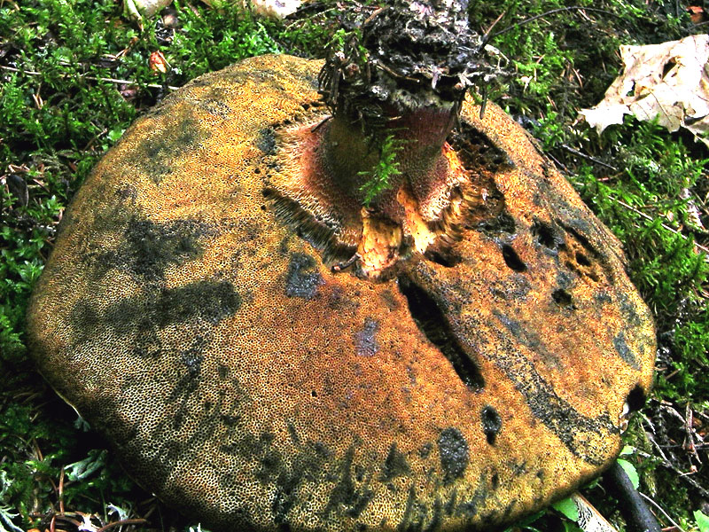 Boletus (sezione Luridi)