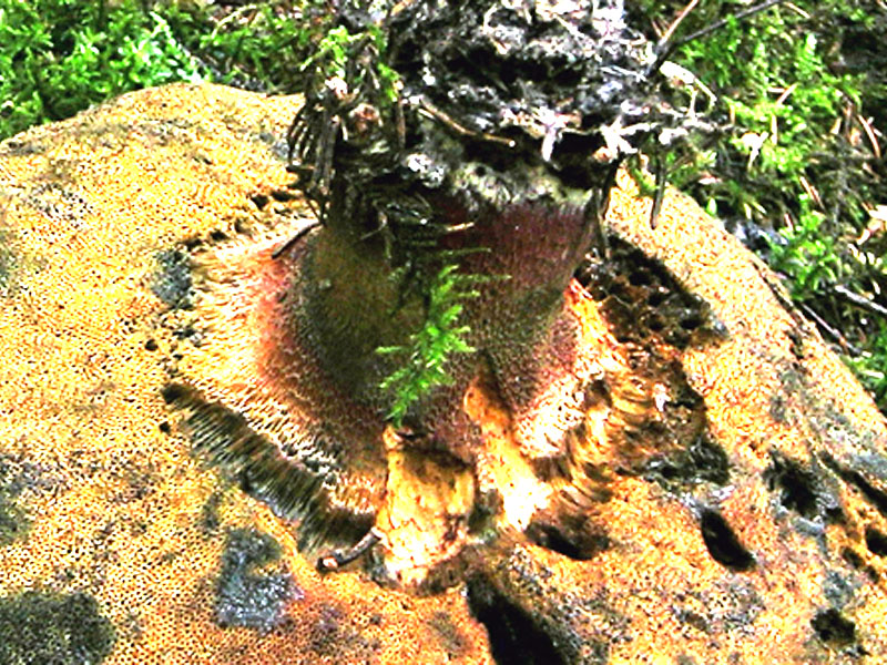 Boletus (sezione Luridi)