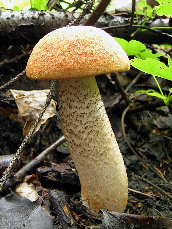 Leccinum aurantiacum
