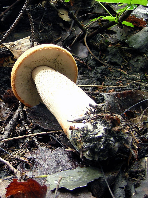 Leccinum aurantiacum