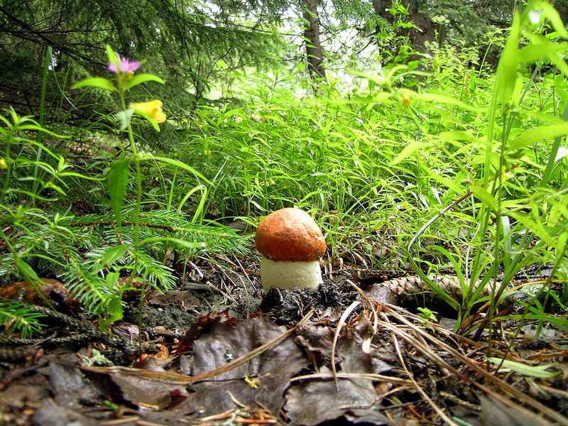 Leccinum aurantiacum