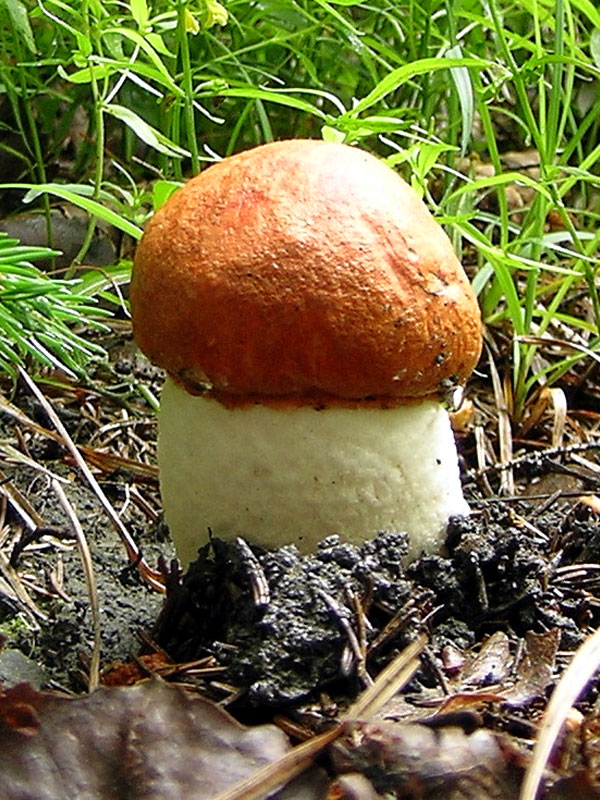 Leccinum aurantiacum