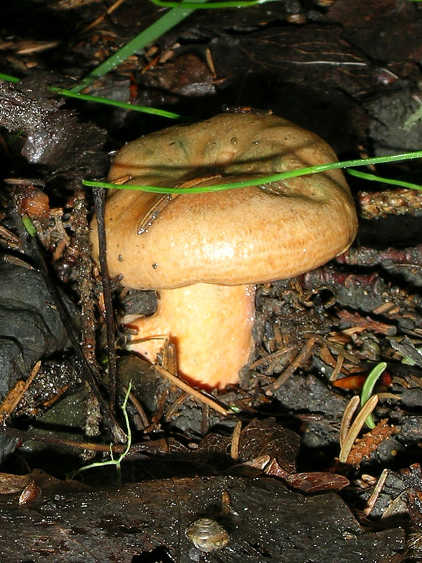 Lactarius