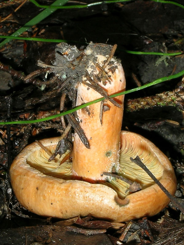 Lactarius
