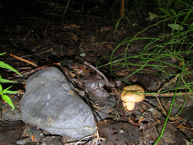 Lactarius
