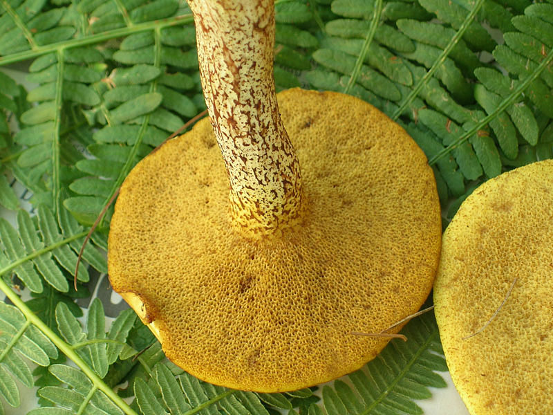 Suillus placidus