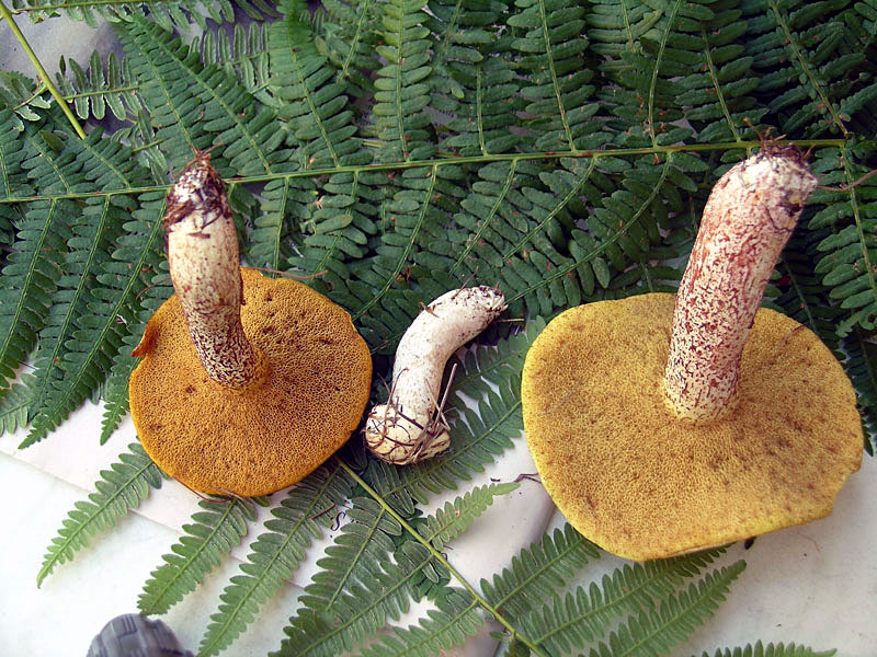 Suillus placidus