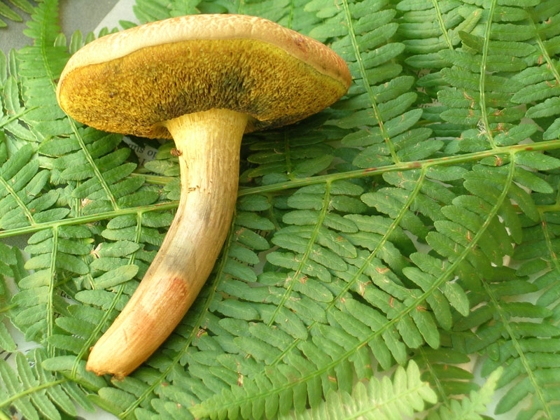 Xerocomus rubellus