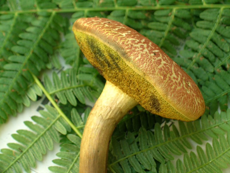 Xerocomus rubellus