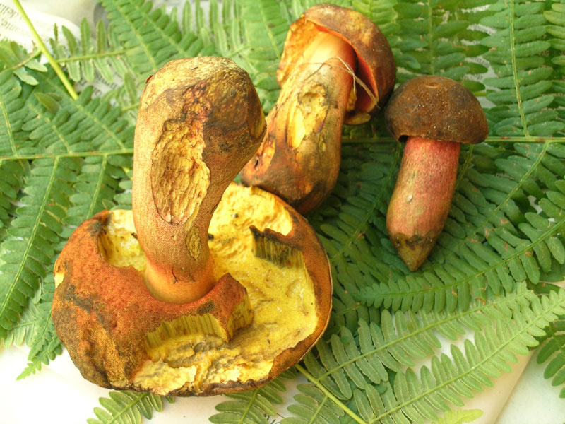 Boletus erythropus
