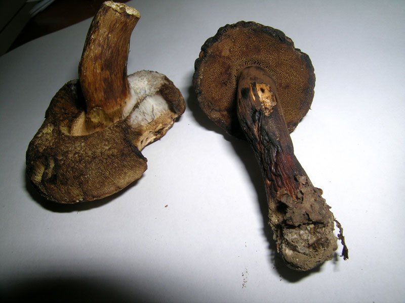 Porphyrellus porphyrosporus