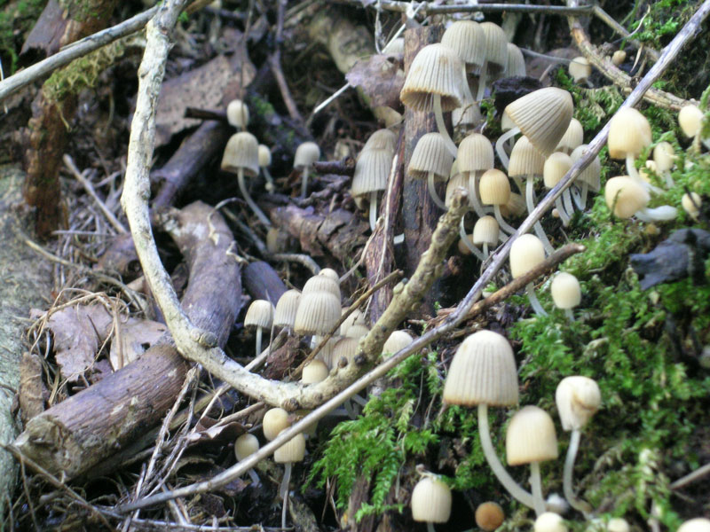 Coprinellus disseminatus