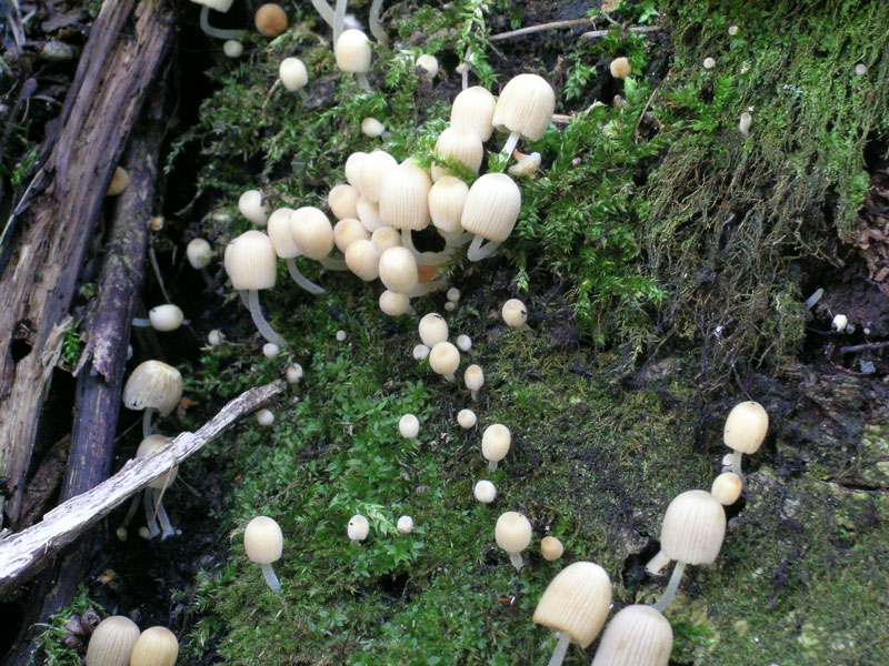 Coprinellus disseminatus