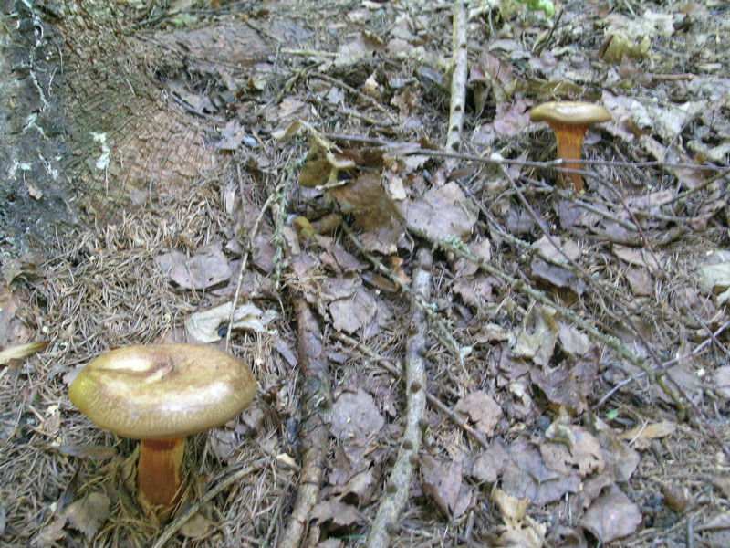 Paxillus involutus